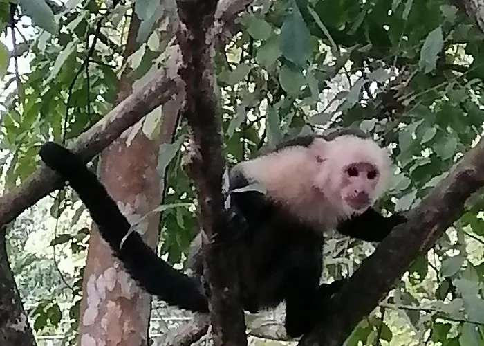 Garza Tigre Apartamentos