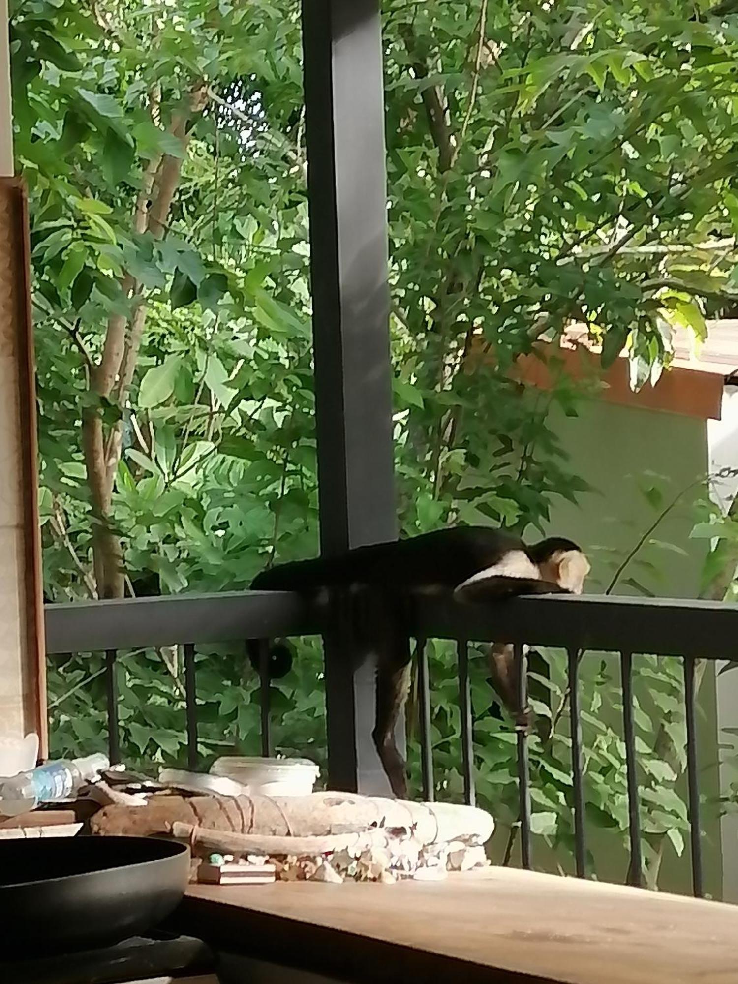 Garza Tigre Apartment